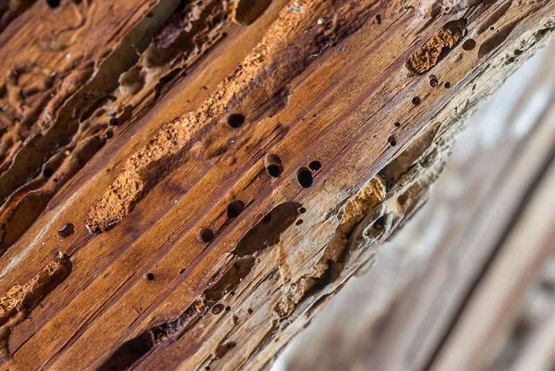 ¿Qué diferencias hay entre termitas y carcoma?